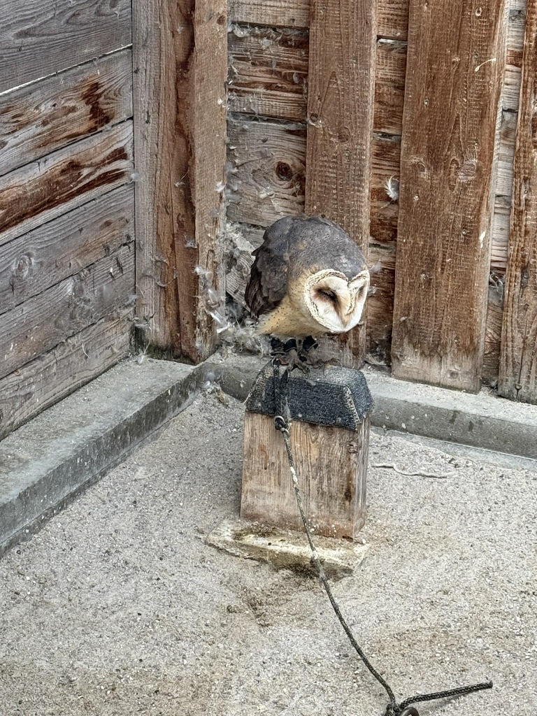 プラハの鷹狩り体験