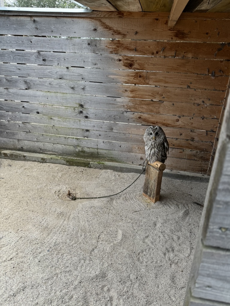 プラハの鷹狩り体験